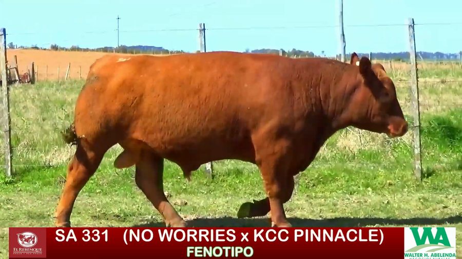 Lote Toros a remate en ANGUS EL REBENQUE, Florida