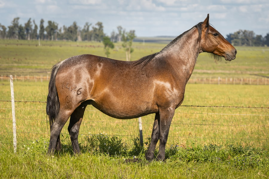 Lote DEL SILENCIO HORQUETA