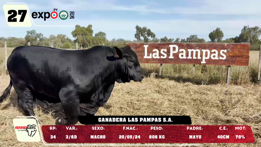 Lote LOTE 27