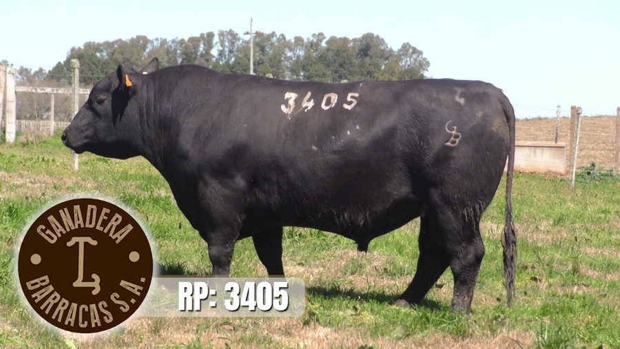 Lote (Vendido)Toros a remate en Ganadera Barracas S.A en Caraguata