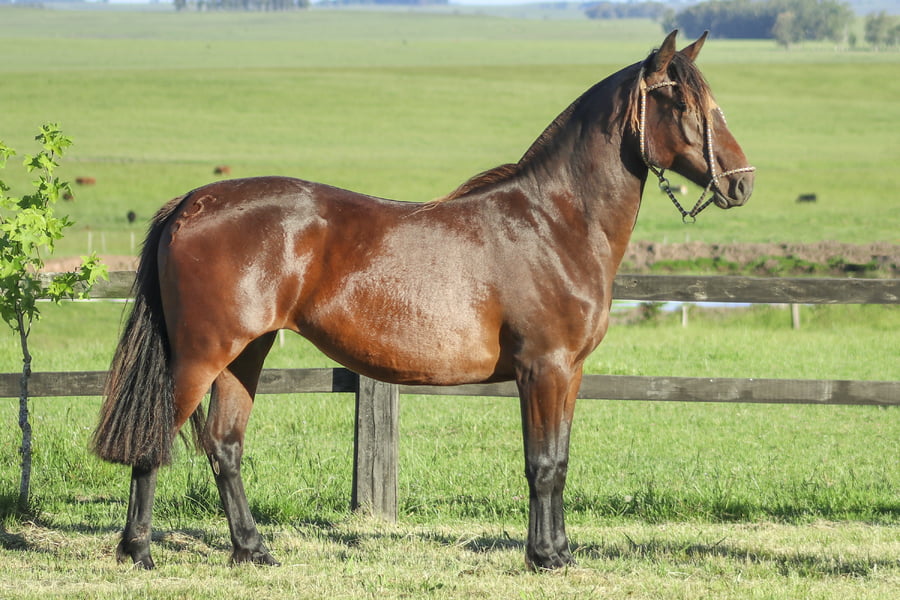 Lote FIESTA CAMPERA DE LOS CARDOS