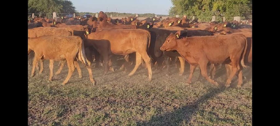 Lote 97 Terneras en Entre Ríos, Villaguay