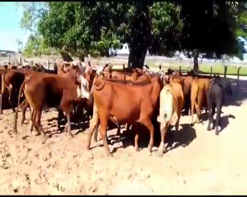 Lote 50 Novillos en Chavarría, Corrientes
