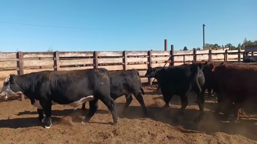 Lote 40 Novillo Gordo en Los Ángeles, VIII Región Biobío