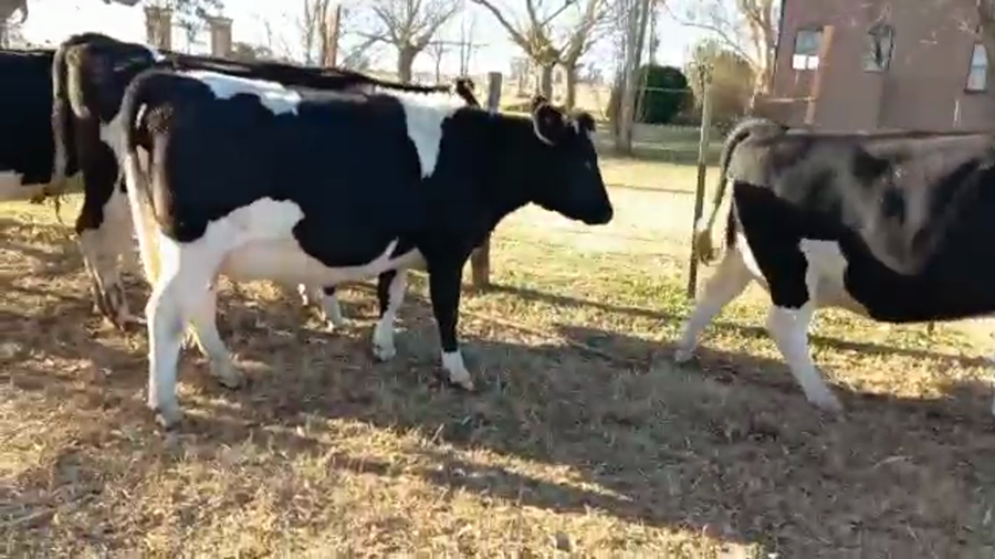 Lote Elvira Julia - Vaquillonas Preñadas