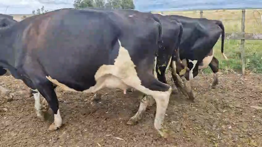 Lote 4 Vaca a remate en Ultima pantalla del año - Escritorio Camy 500kg - , San José