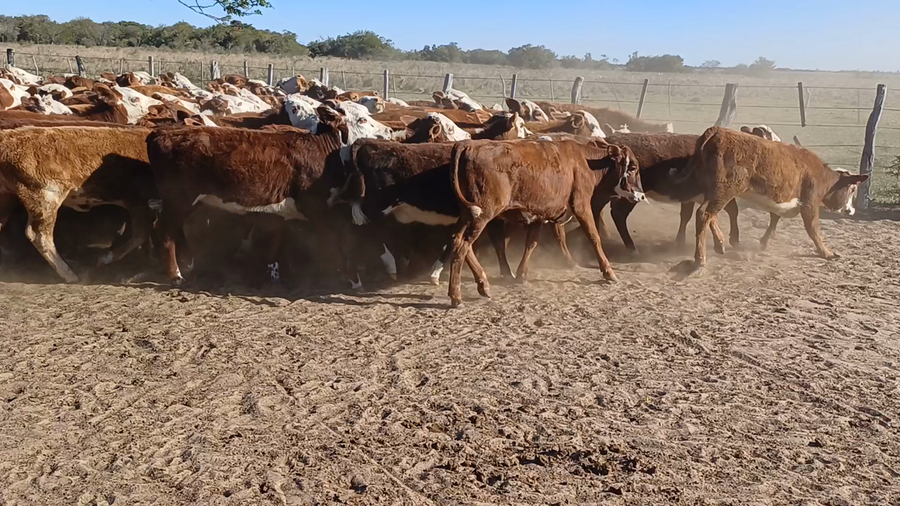 Lote 117 Terneras en Chavarría, Corrientes