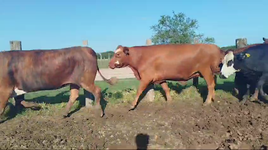 Lote 34 Vaca Exportacion