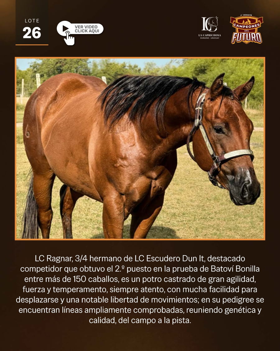 Lote LC RAGNAR