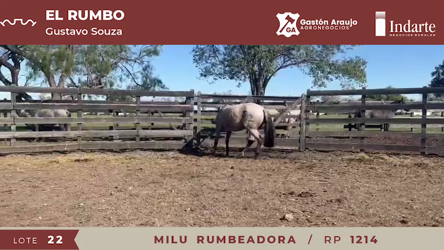 Lote MILU RUMBEADORA