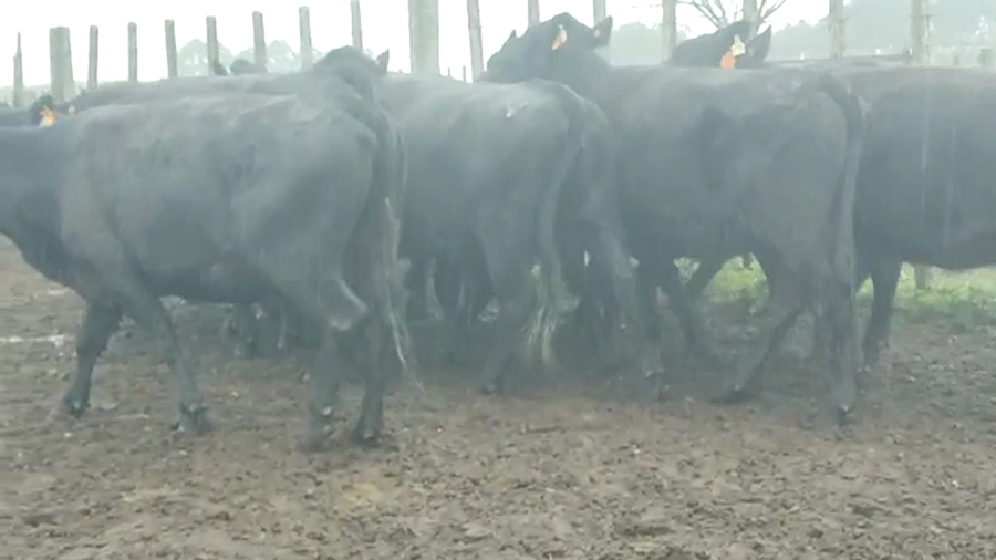 Lote 10 Vacas SA Roca Negra