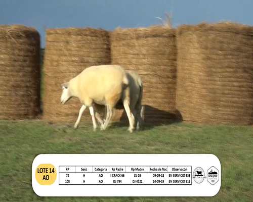 Lote Lote 14 - AO