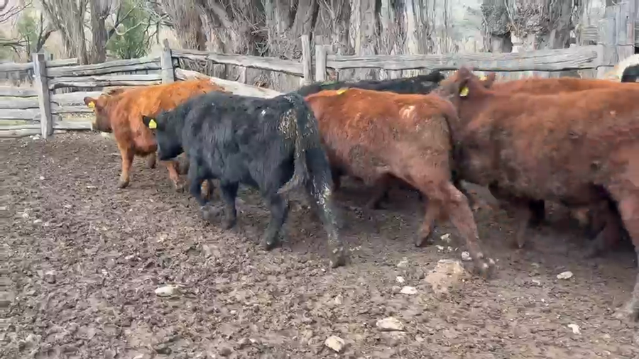 Lote 17 Ternero en Río Ibáñez, XI Región Aysén