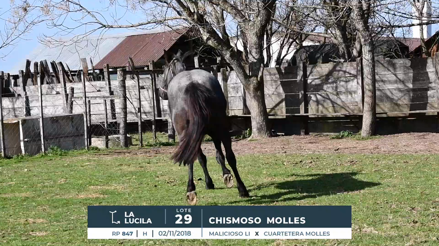 Lote CHISMOSO MOLLES