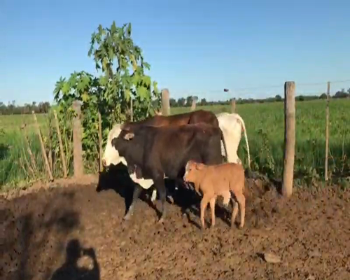 Lote 50 Vacas nuevas en Tres Isletas, Chaco