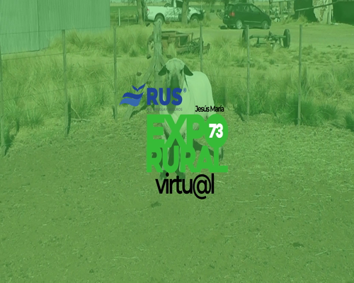 Lote CARNERO HAMPSHIRE DOWN