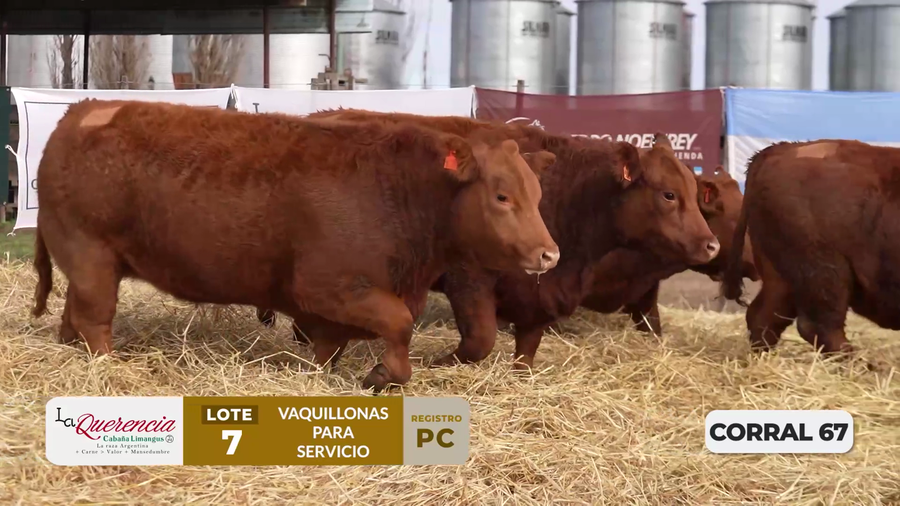 Lote VAQUILLONAS PC PARA SERVICIO