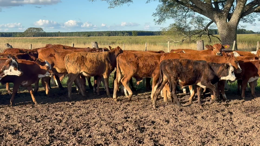 Lote 66 Terneros en Corrientes, Concepción