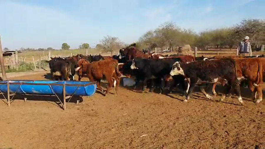 Lote 55 Terneros/as Braford y cruzas Británicas en Nelson, Santa Fe