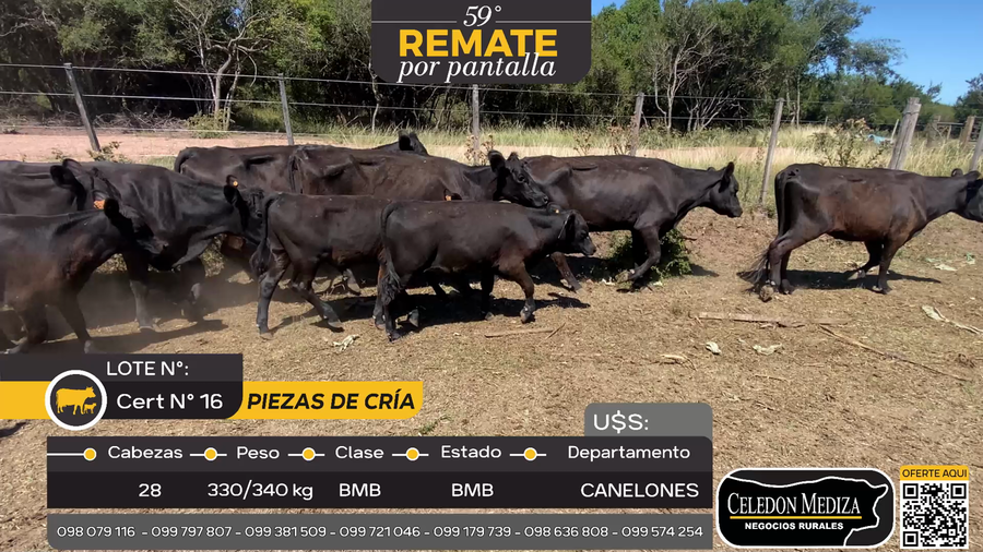 Lote 28 Piezas de cría en Las Brujas, Canelones