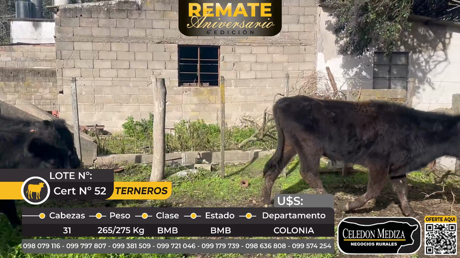 Lote 31 Terneros en La Horqueta, Colonia