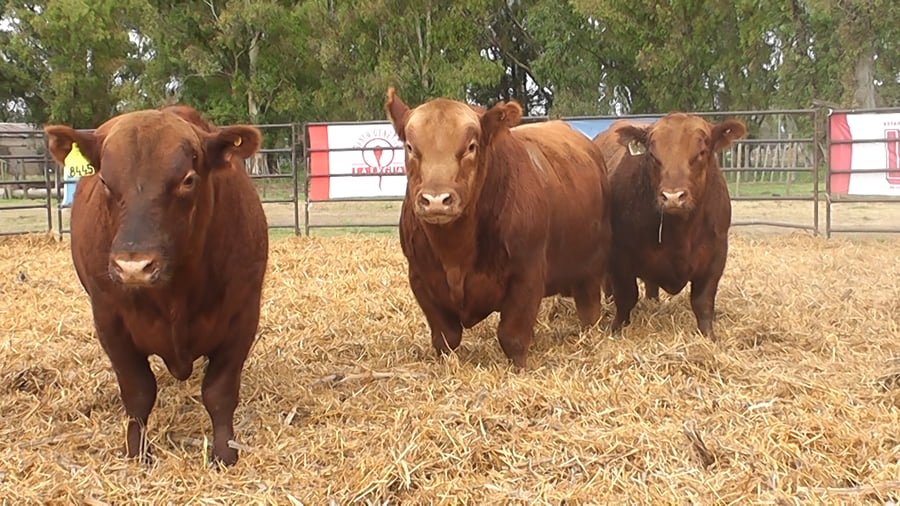 Lote TOROS ANGUS COLORADOS PC