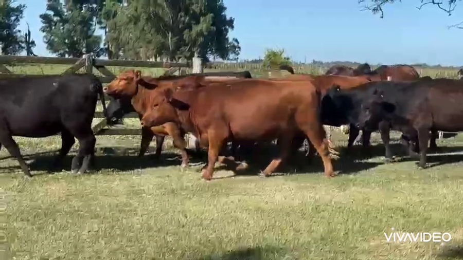 Lote 31 Vaquillonas C/ gtia de preñez