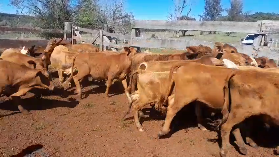 Lote 100 Terneros/as en Misiones, Leandro N. Alem