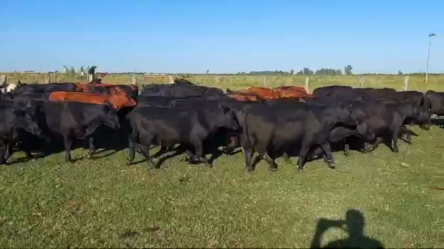 Lote 71 Terneros/as en Entre Ríos, Concordia