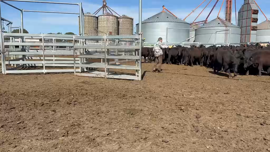Lote 77 Vaquillonas