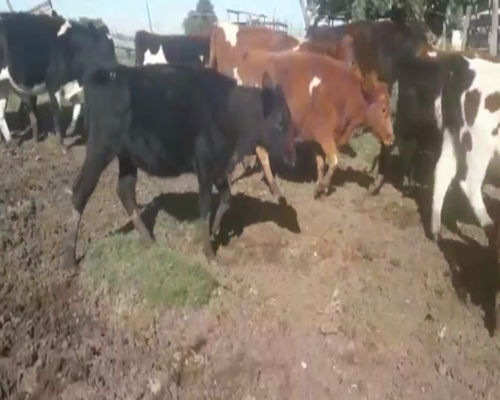 Lote Terneros y Terneras