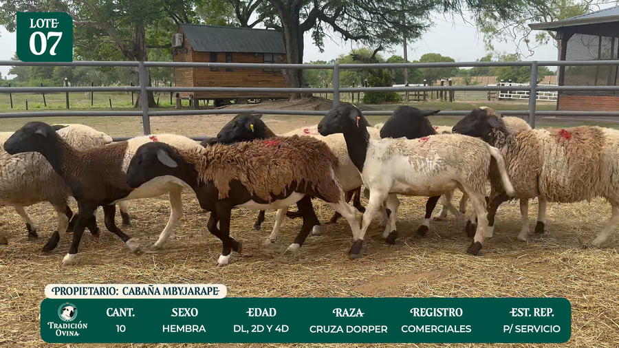 Lote LOTE 7 - POR PANTALLA