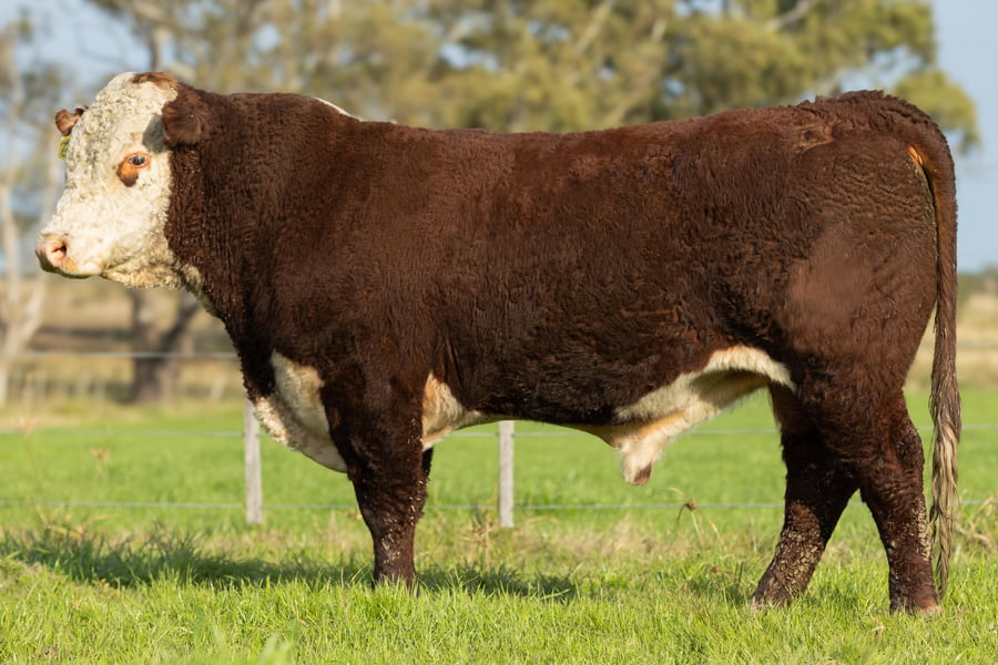 Lote Hereford