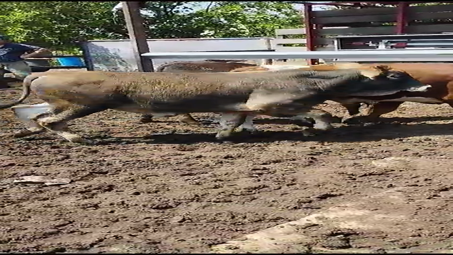Lote 70 Terneros en Villa Ocampo, Santa Fe