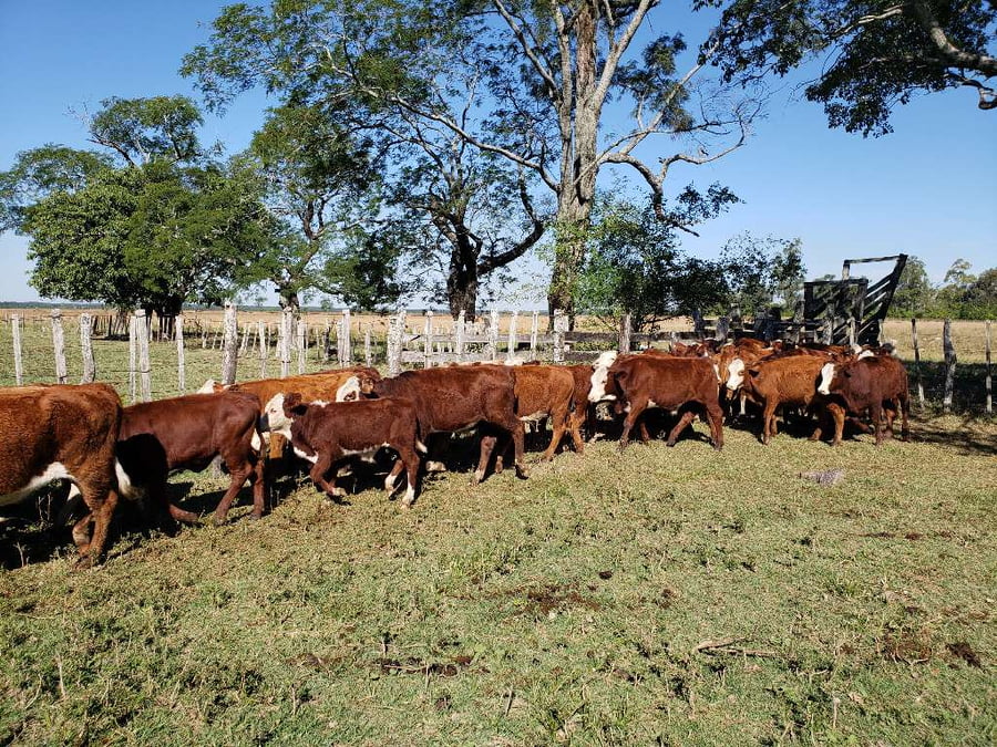 Lote 42 Terneros/as en Ituzaingó, Corrientes