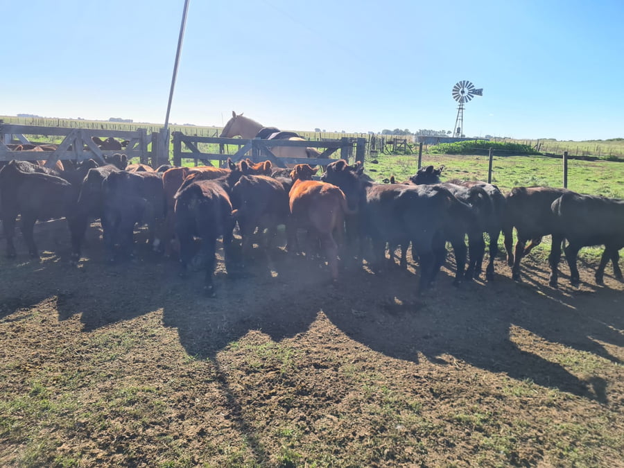 Lote 25 Terneros en Gral. Lamadrid, Buenos Aires