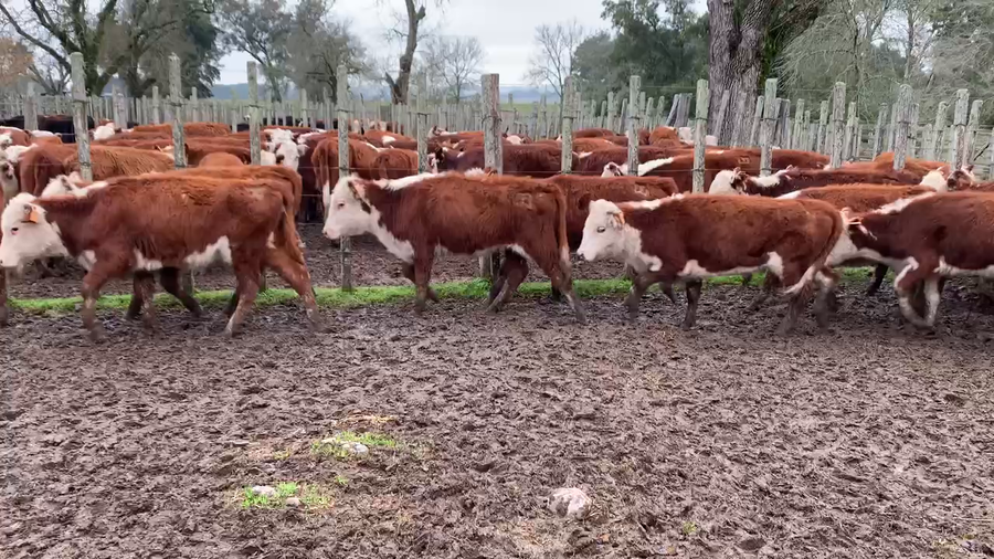 Lote 19 Terneras en Melo, Cerro Largo