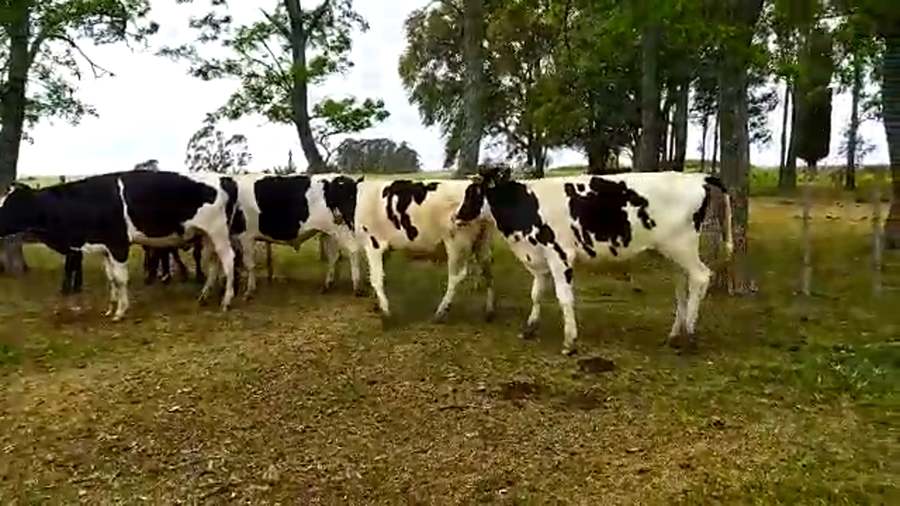 Lote (Vendido)6 Novillos Holando HOLANDO - 1CRUZA a remate en PANTALLA FEDERICO GARLAND 390kg -  en CARDONA