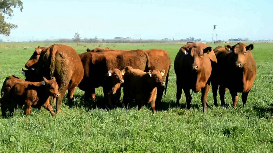 Lote Vaquillonas generales paridas