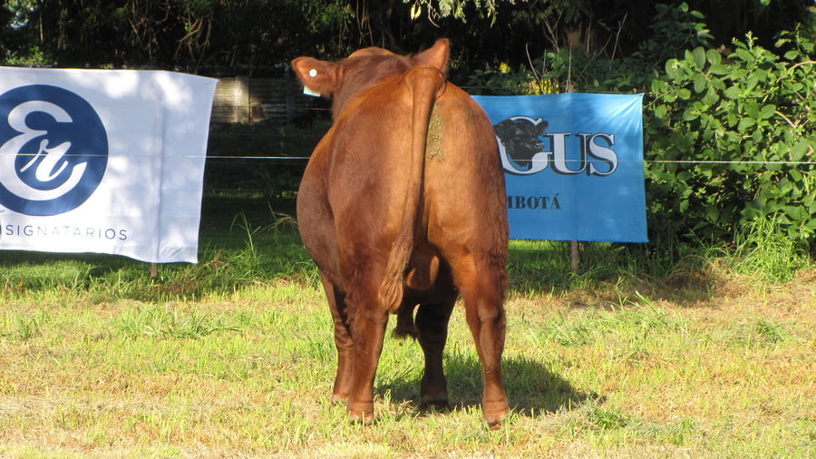 Lote CABAÑA COEMBOTÁ: RP 201