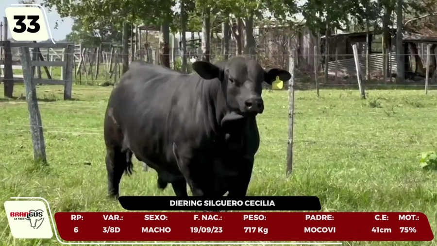 Lote LOTE 33 - CAMPO