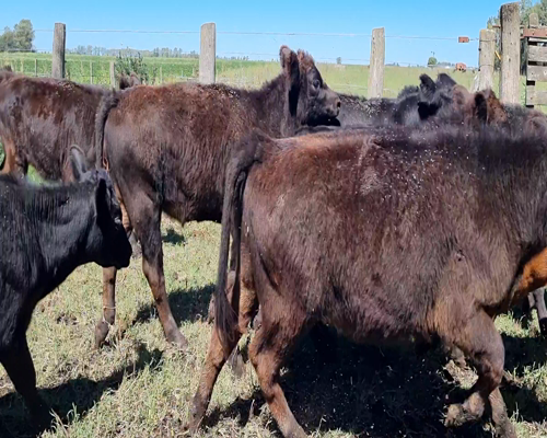 Lote 94 Terneros en Bolívar, Buenos Aires