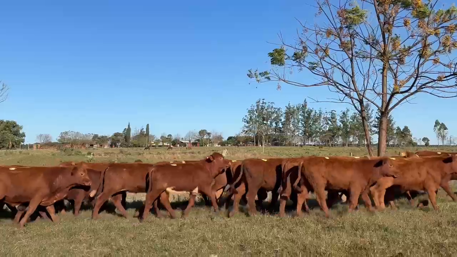 Lote 115 Terneros en Corrientes, Virasoro