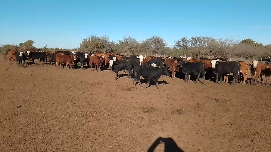 Lote 120 Terneros/as Cruza en Cululú, Santa Fe