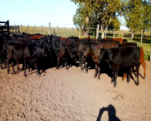 Lote 70 TERNS. MACHOS, EN LINCOLN, PCIA. DE BS. AS.