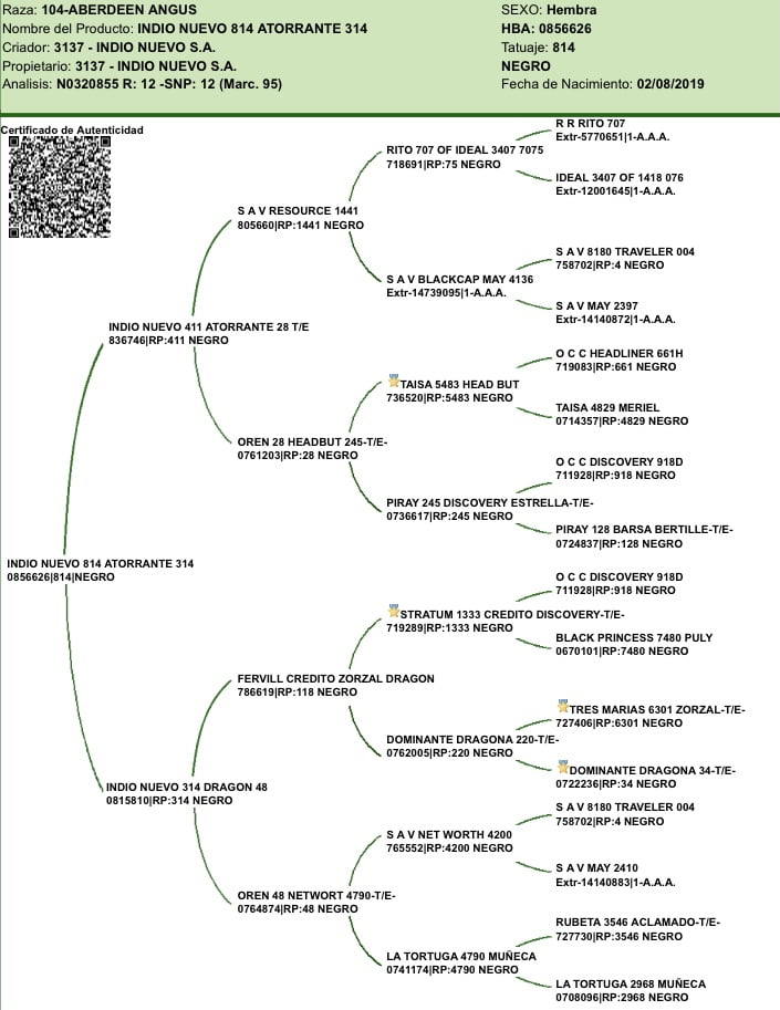 Lote VAQUILLONAS CON CRIA SANTA ROSA
