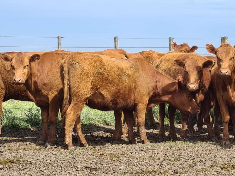 Lote 35 Vaquillonas preñadas en Gral. Lamadrid, Buenos Aires