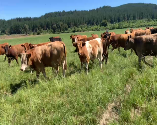 Lote 50 Novillo Engorda en Linares, VII  Región Maule