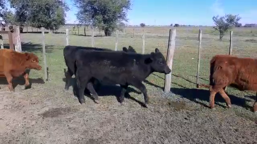 Lote 54 Terneros/as en Brandsen, Buenos Aires