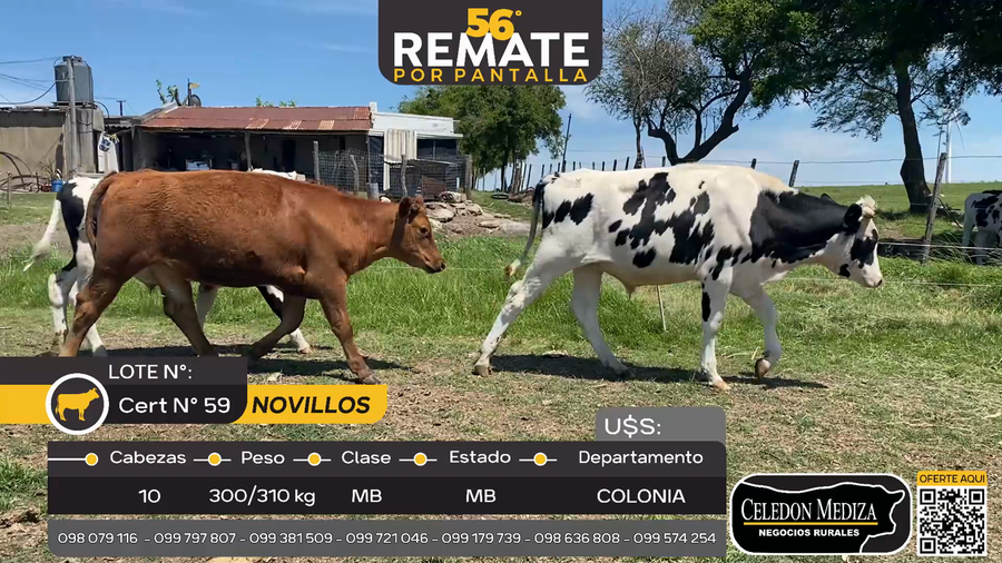 Lote 10 Novillos en Artilleros, Colonia